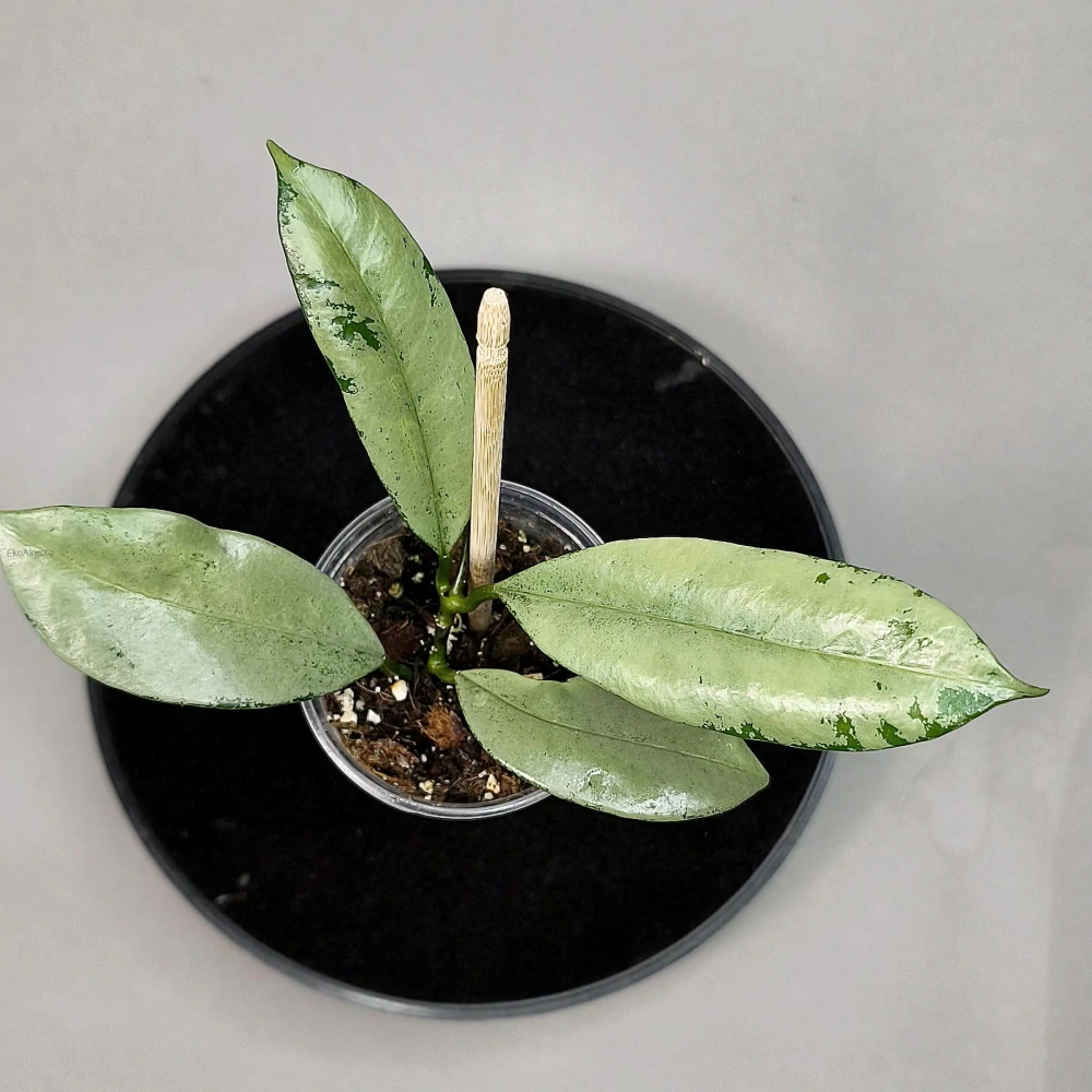 Hoya Griffithii silver