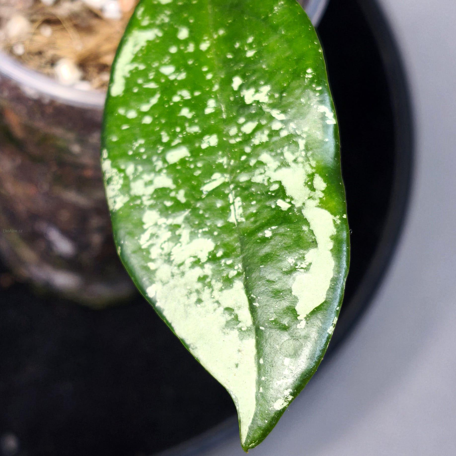 Hoya AH  074 Clone 2