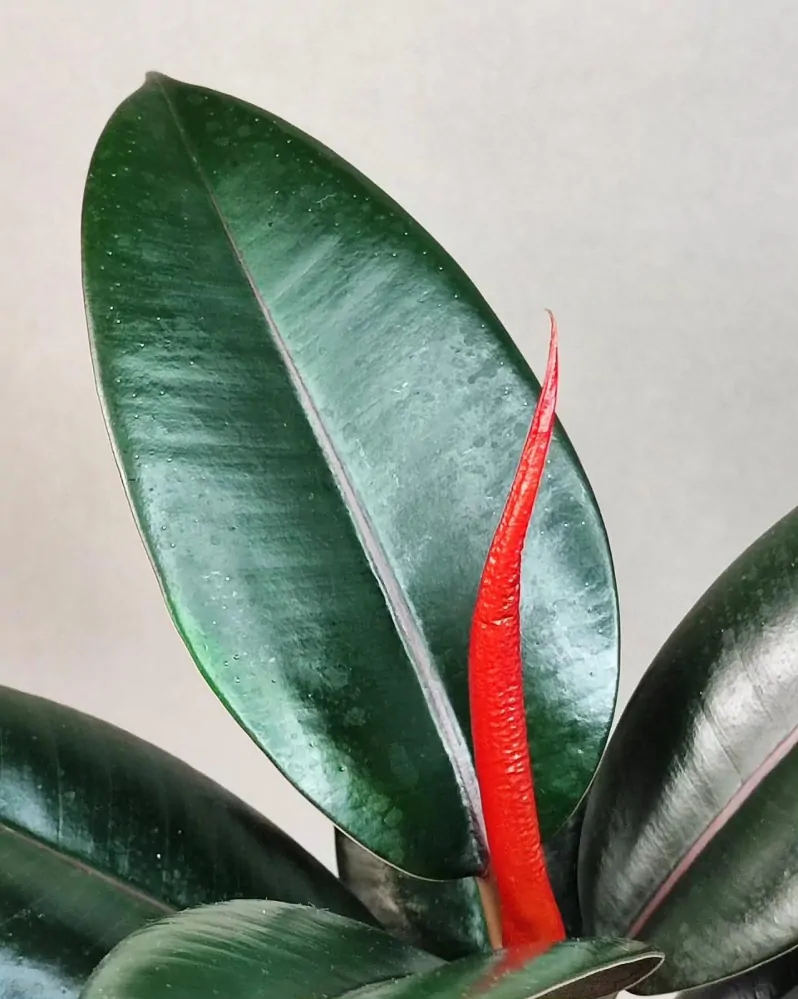 Ficus elastica Burgundy