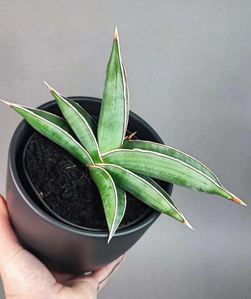 Sansevieria Almond Silver