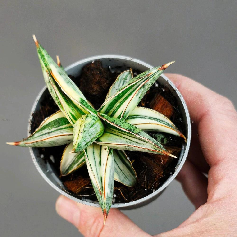 Sansevieria ‚Blue Clone‘ white variegated