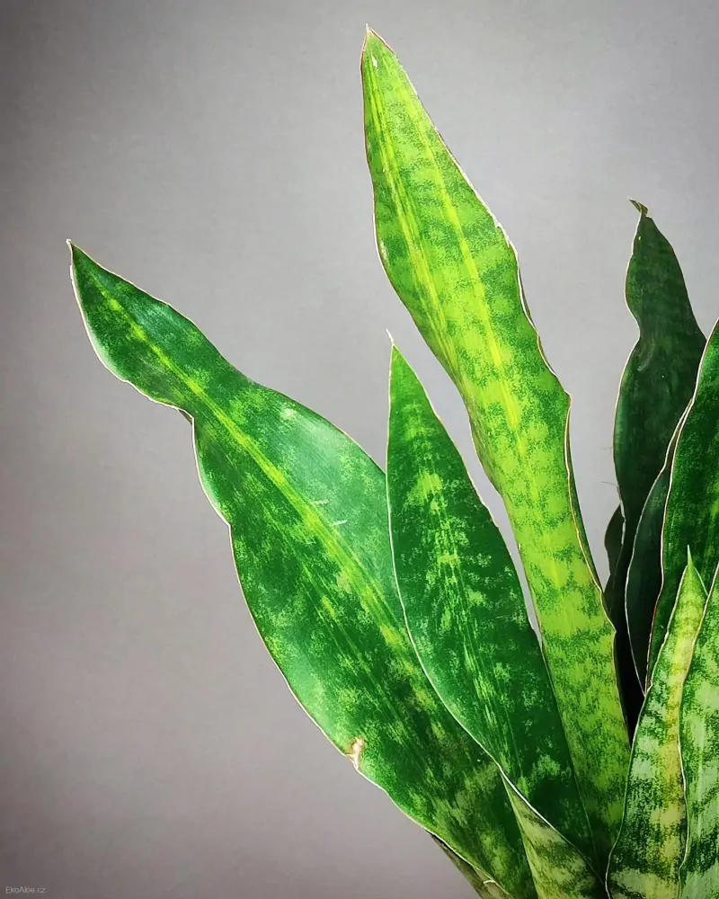 Sansevieria aubrytiana Nite Lite