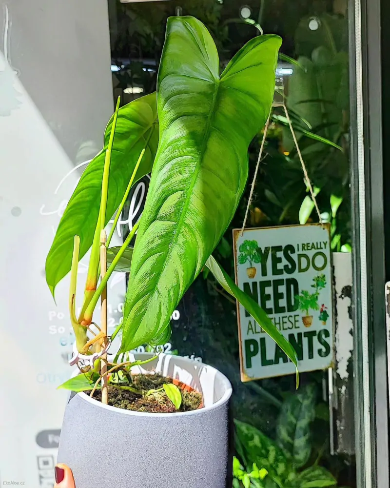 Philodendron sharoniae