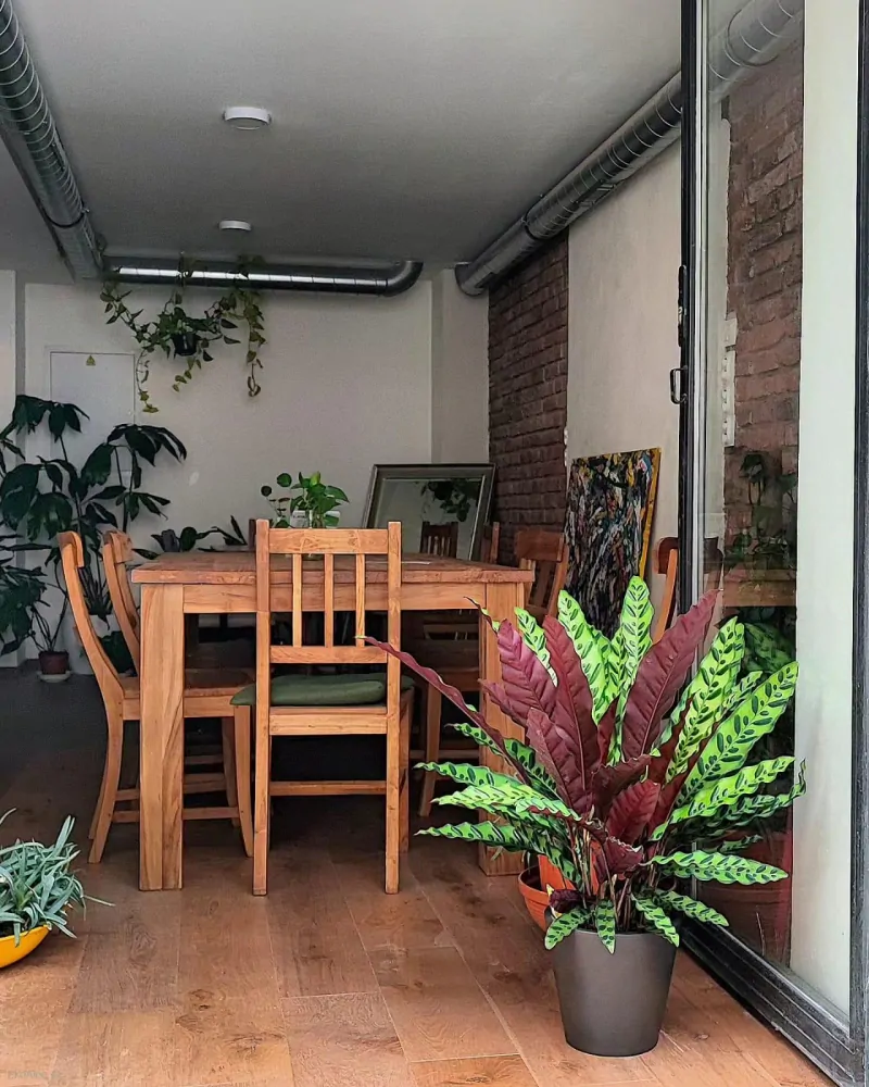 Calathea lancifolia XL