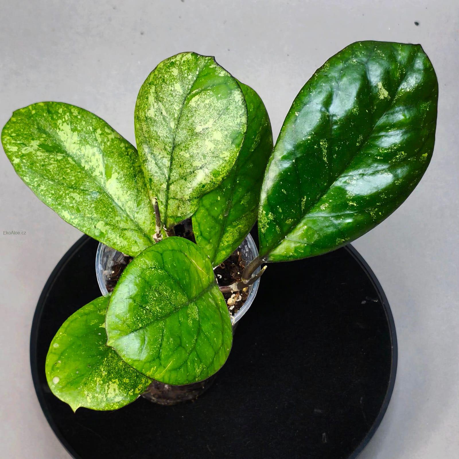 Hoya patcharawalai seelding silver splash