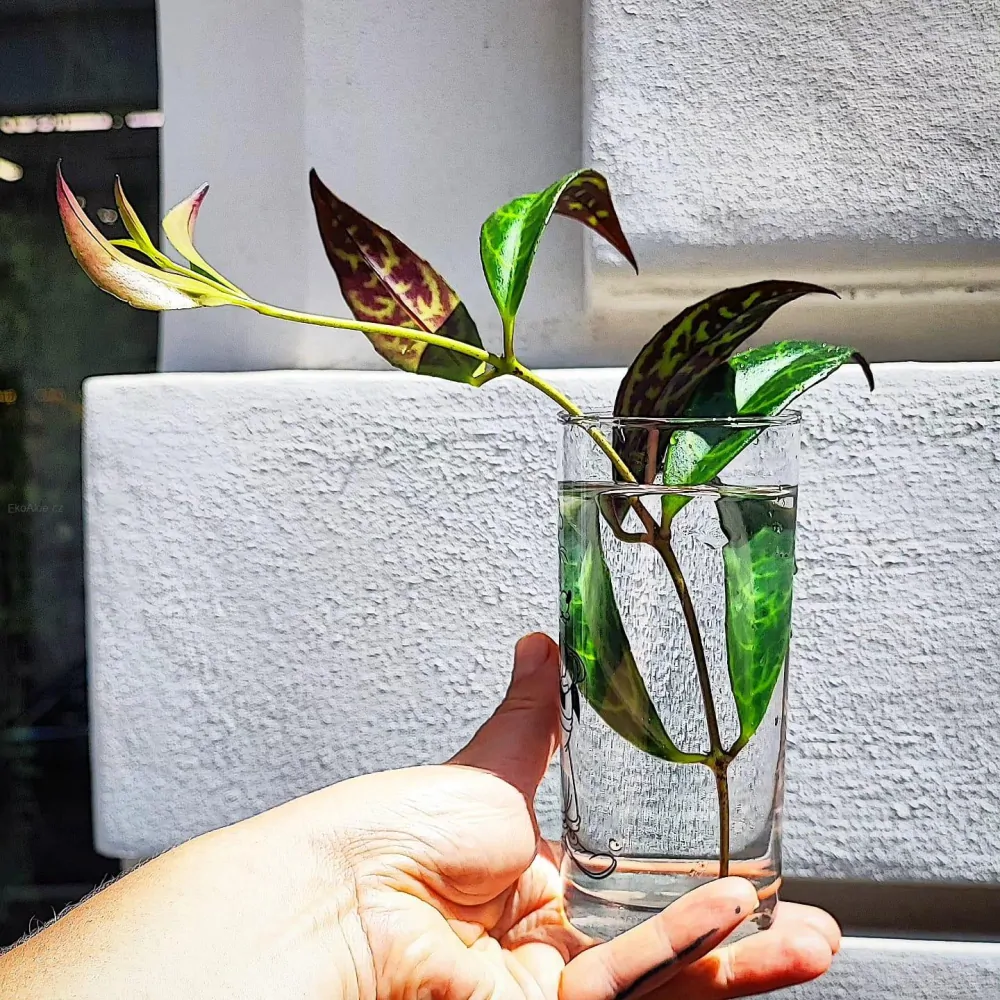 Aeschynanthus marmoratus řízek k zakořenění
