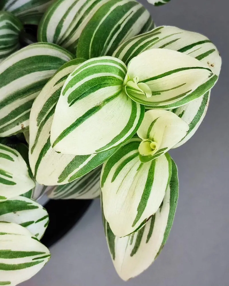 Tradescantie Brightness