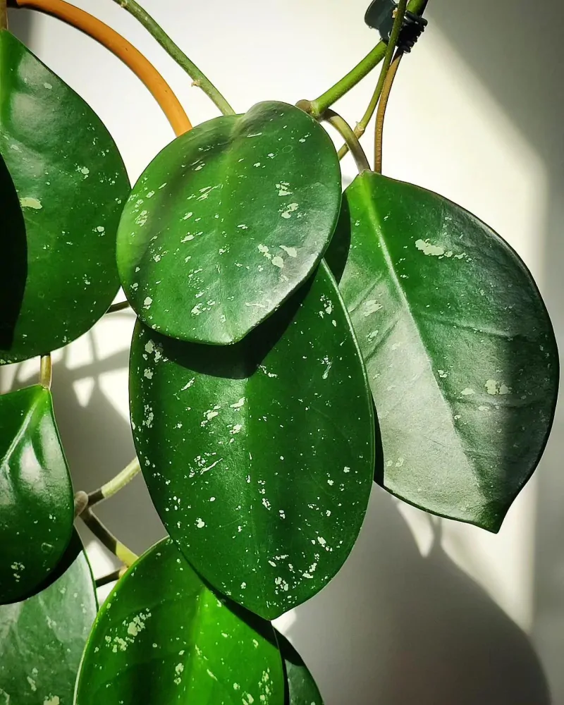 Hoya David's Green Cup řízek k zakořenění