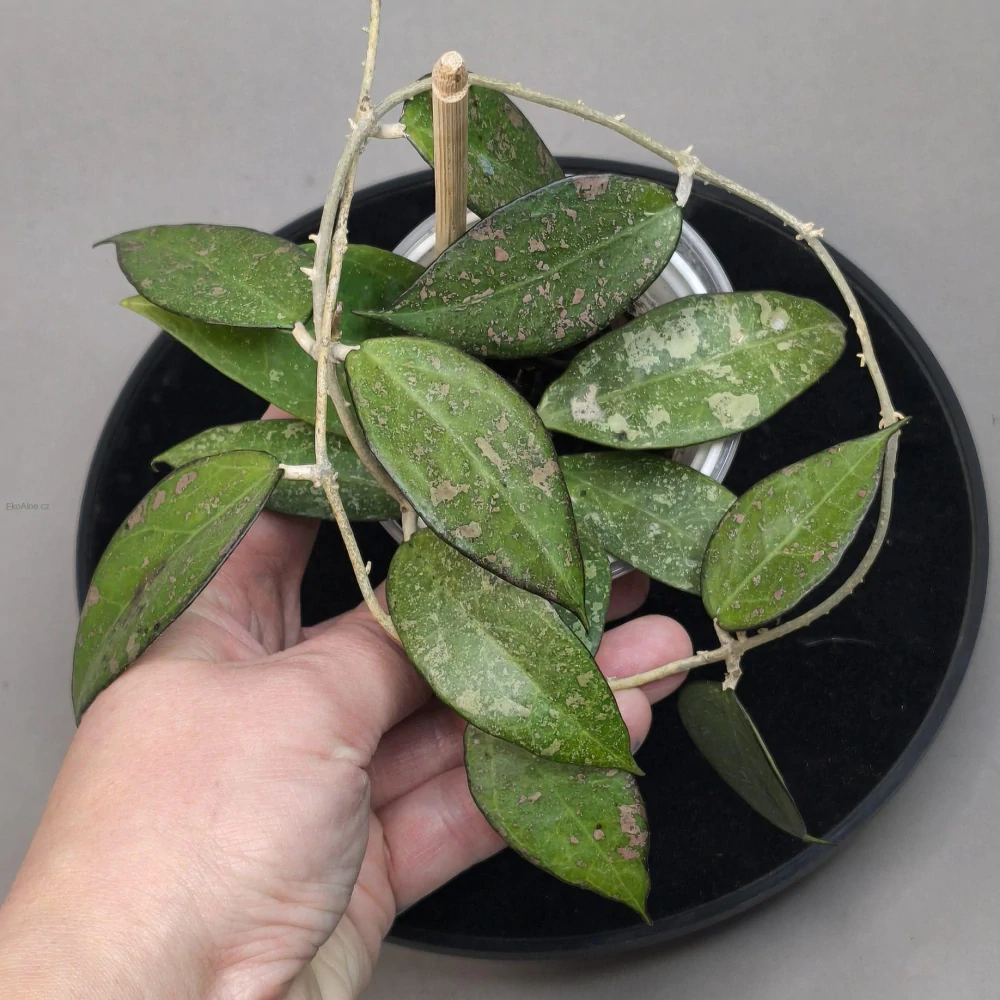 Hoya parasitica Black Margin splash