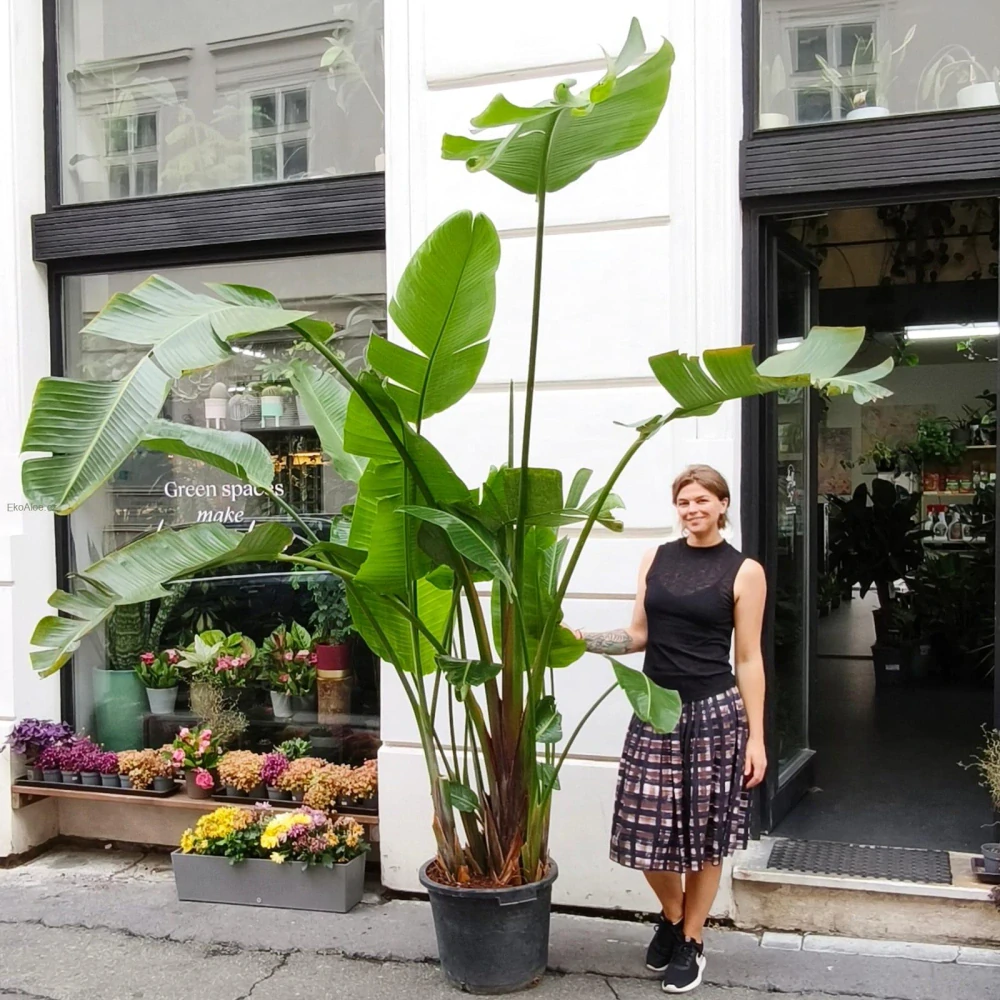 Strelitzia Nicolai 210cm