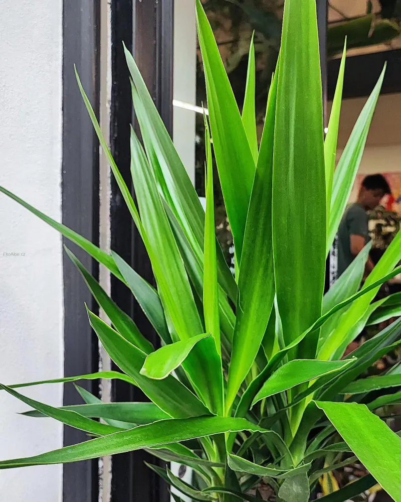 Yucca elephantipes (Juka obrovská)
