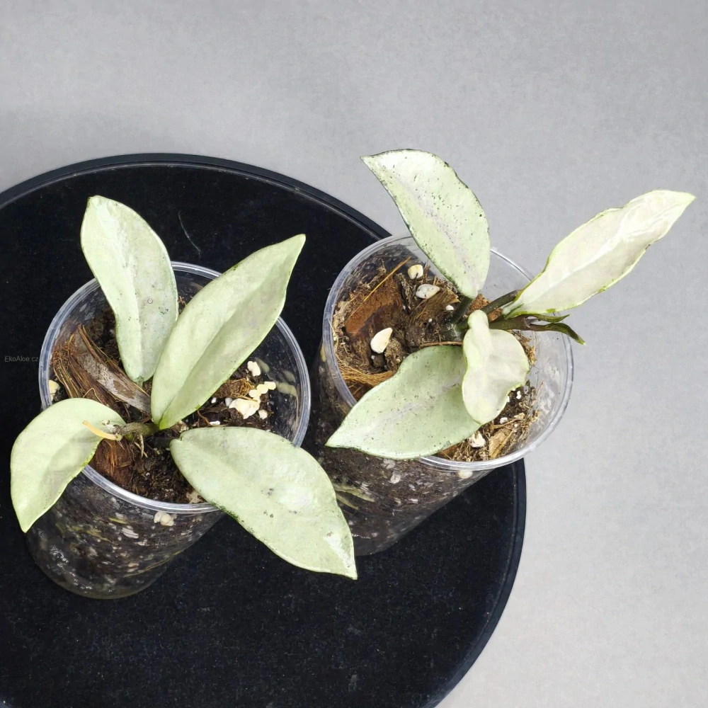 Hoya carnosa Wilbur Graves Silver