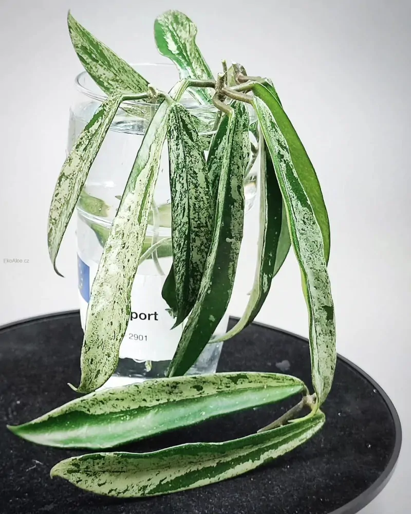 Hoya cv. Minibelle silver splash Řízek k zakořenění