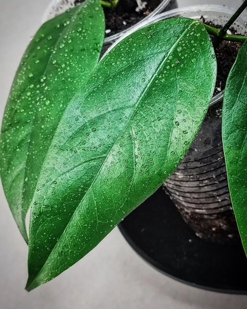 Hoya chewiorum