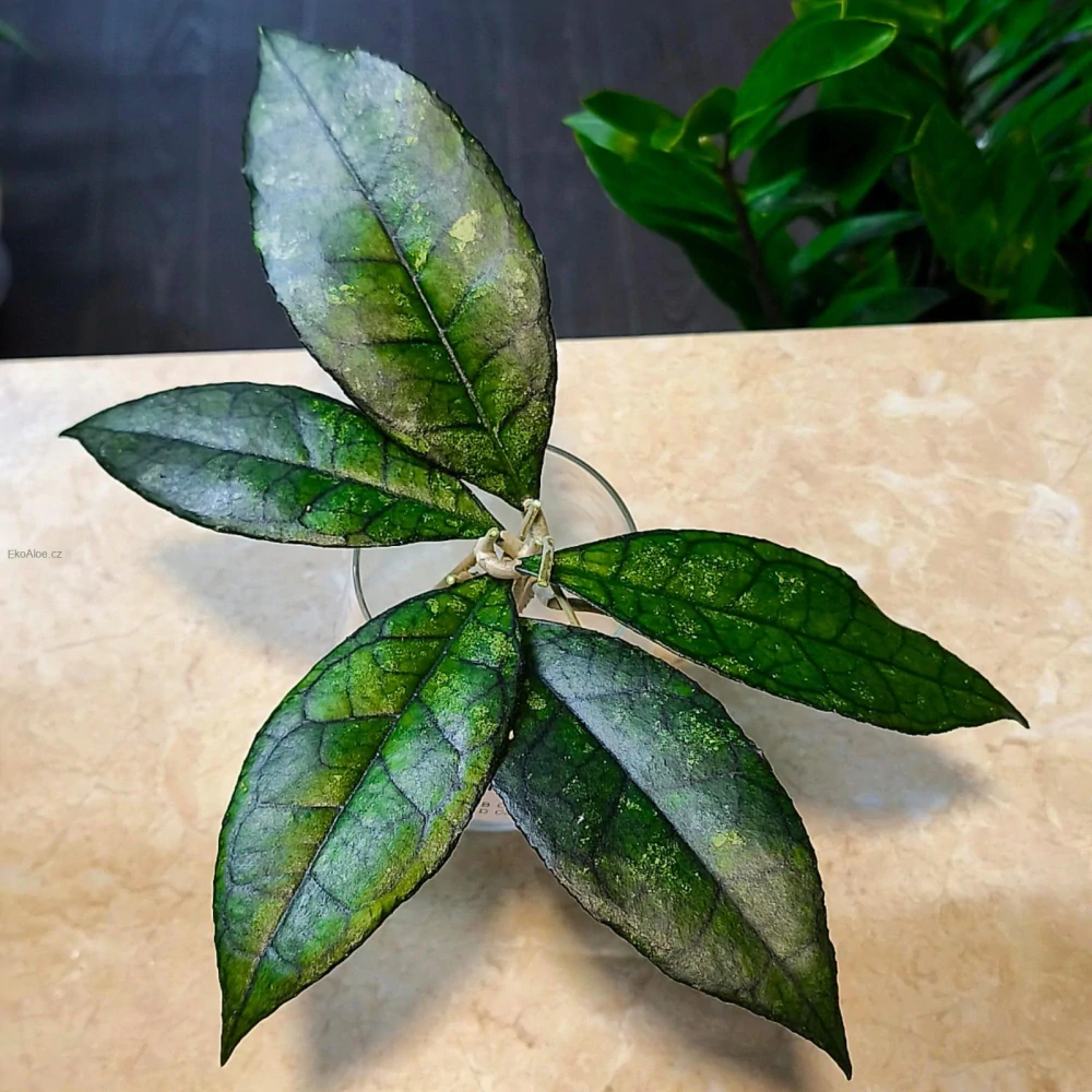 Hoya Finlaysonii cv. Olfe Řízek 
