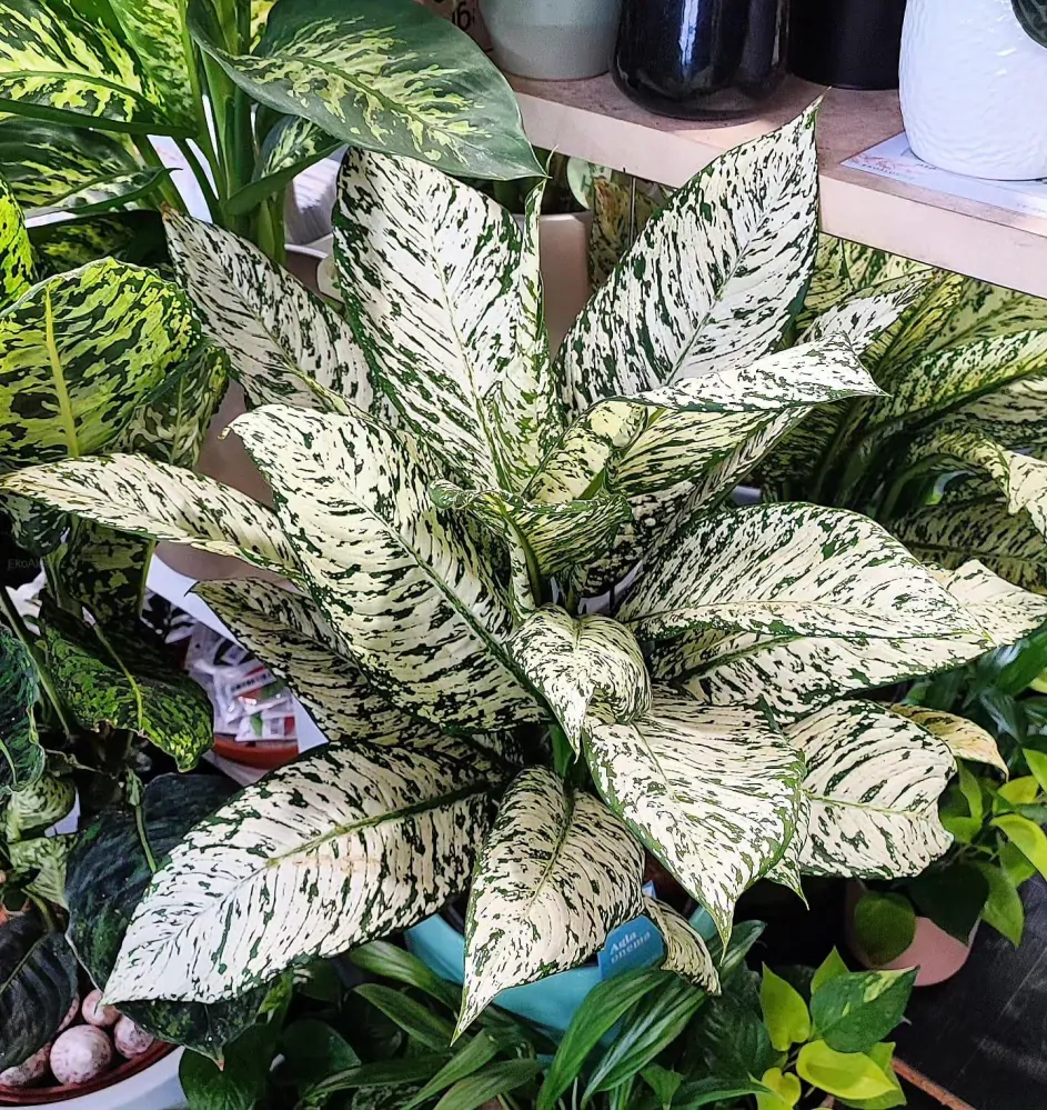 Diefenbachia Starbright XL