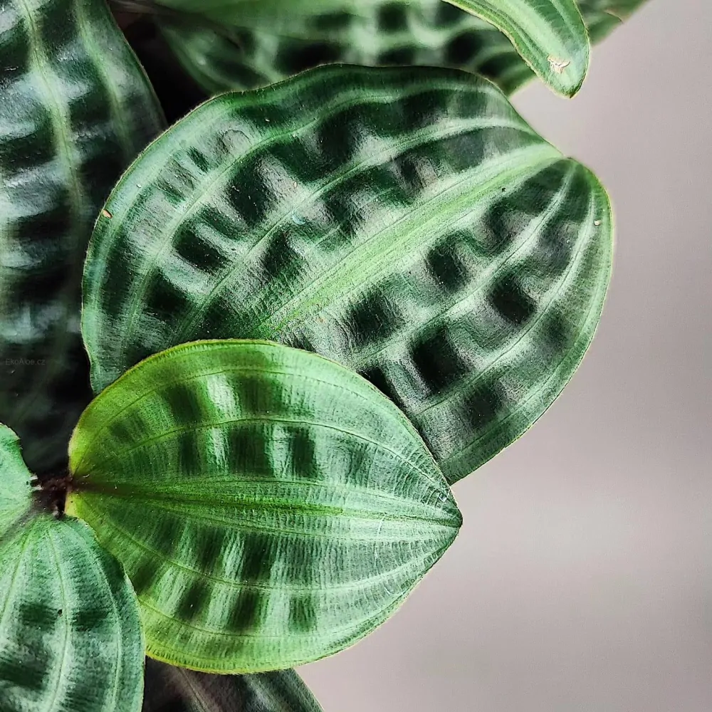 Geogenanthus poeppigii