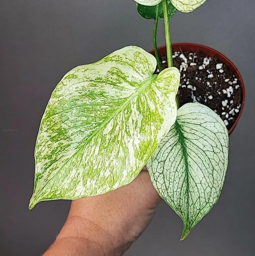Monstera Deliciosa Mint