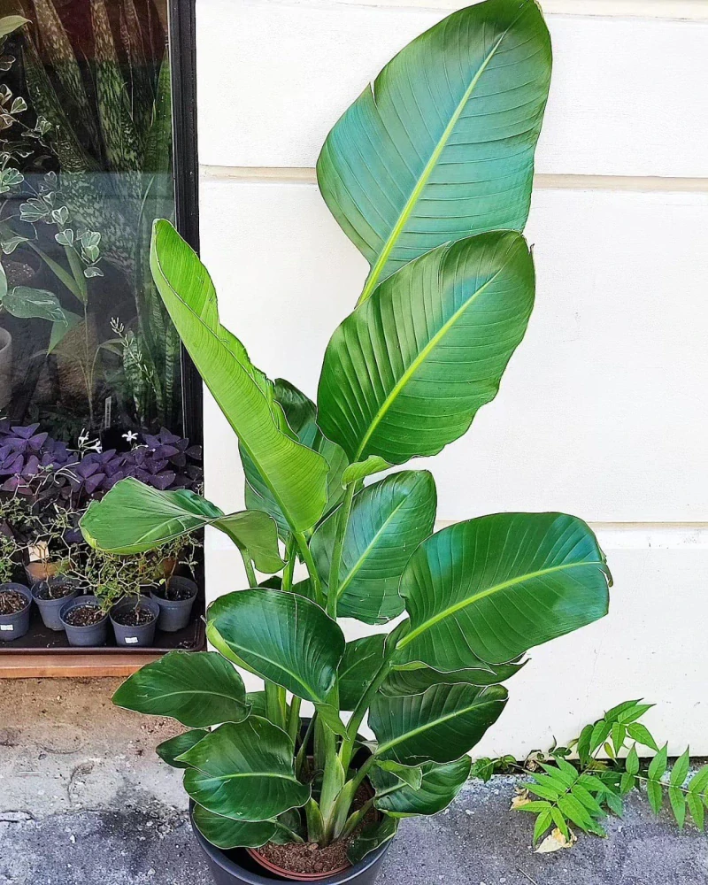 Strelitzia Nicolai 150-160cm