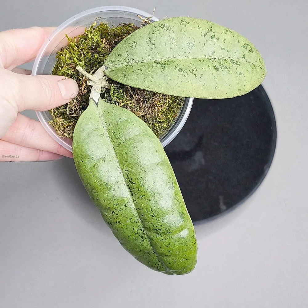 Hoya Forbesii Silver Sp. Borneo