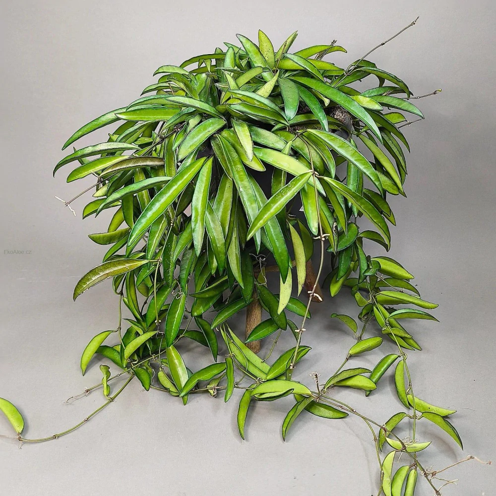 Hoya longifolia wayetii XXL