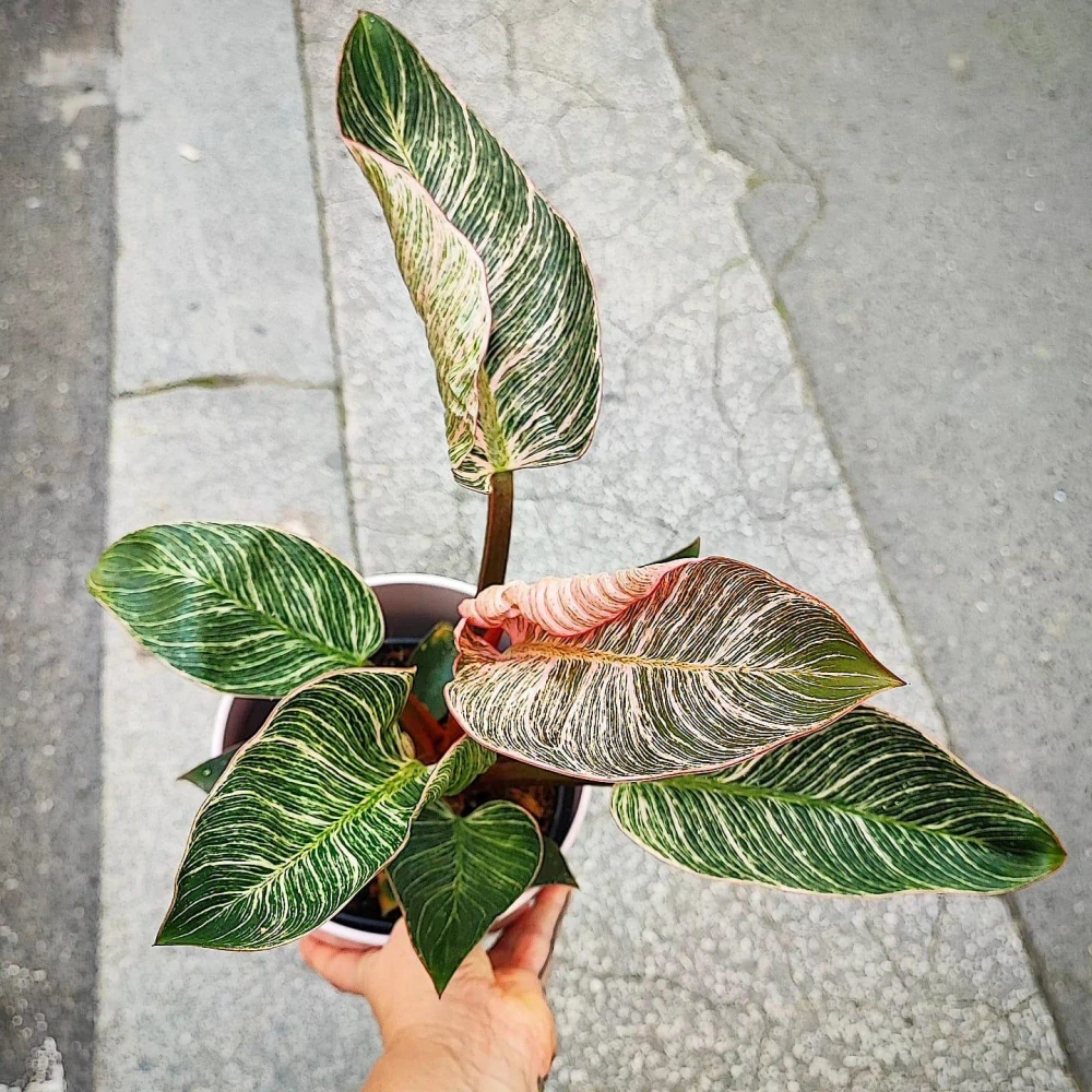 Philodendron Pink Bikini