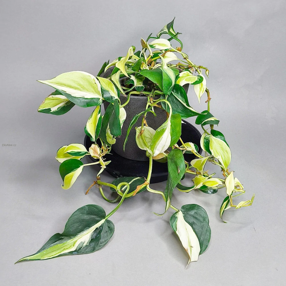 Philodendron Hederaceum Rio