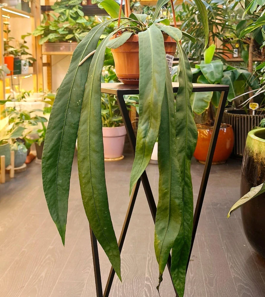 Anthurium vittariifolium