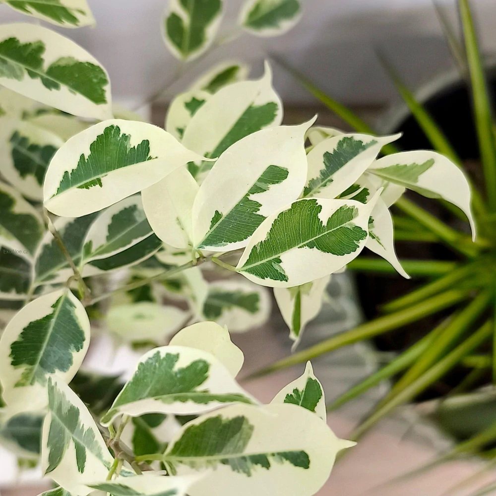 Ficus benjamina Twilight