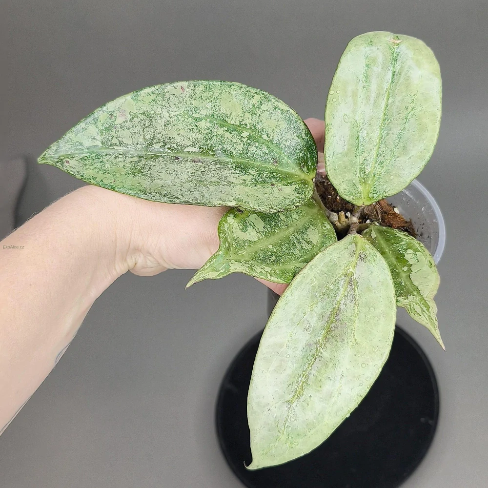 Hoya latifolia silver sp. indonezian