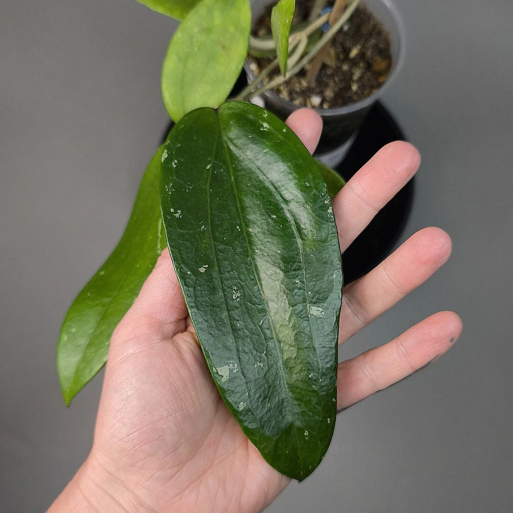 Hoya Rigida giant
