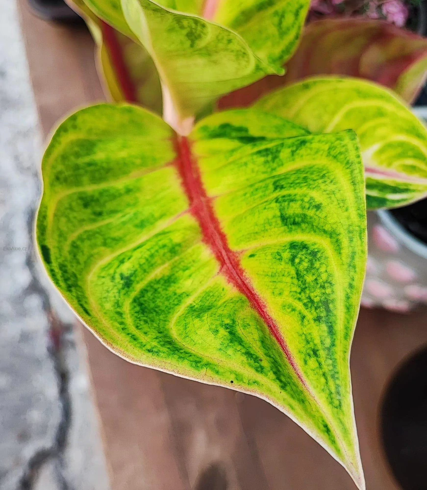 Aglaonema Iguana red