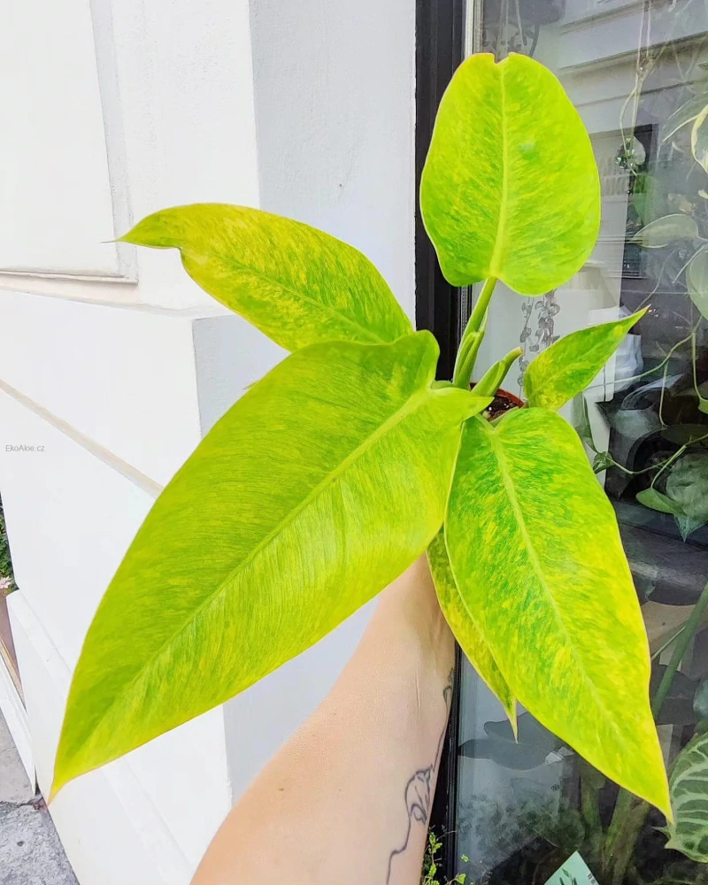 Philodendron Calkins Gold
