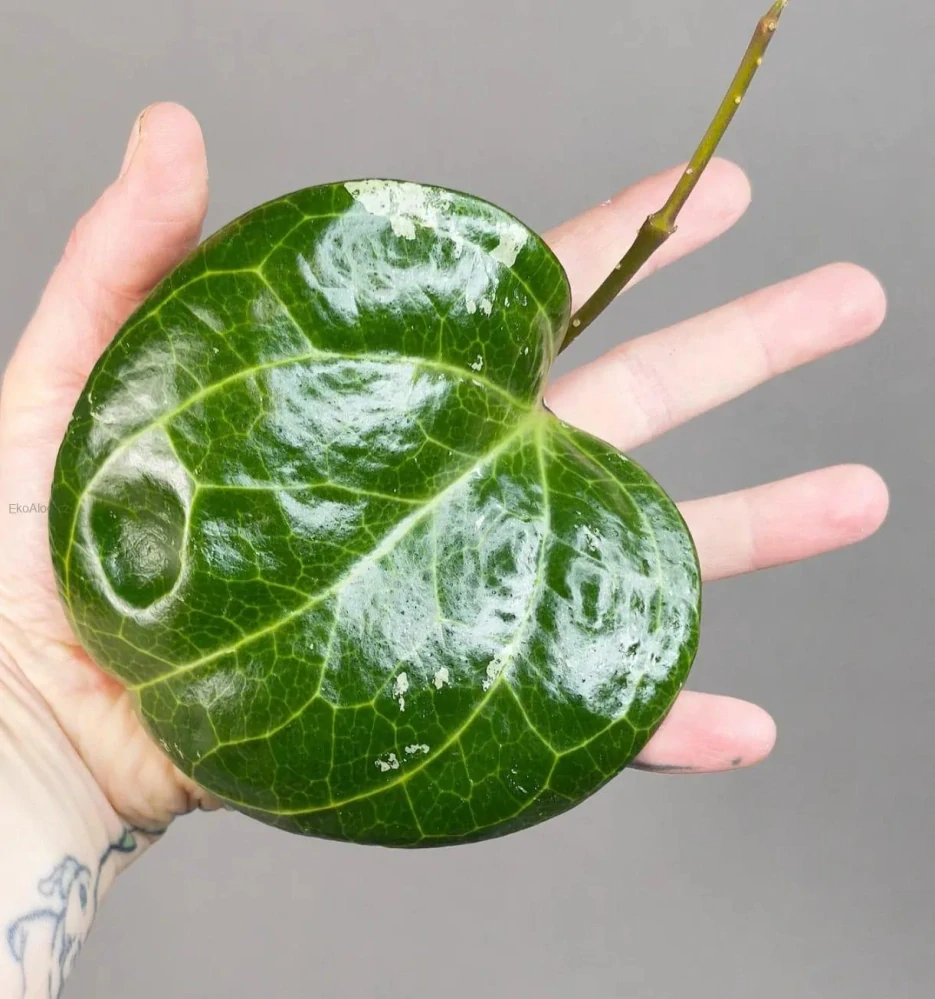 Hoya Sarawak Pink Řízek k zakořenění