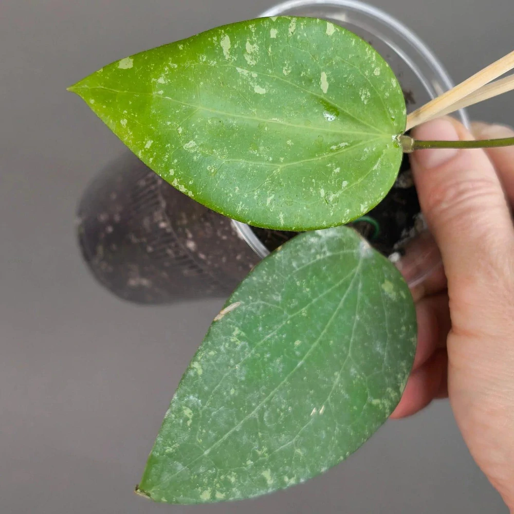 Hoya Glabra black margin