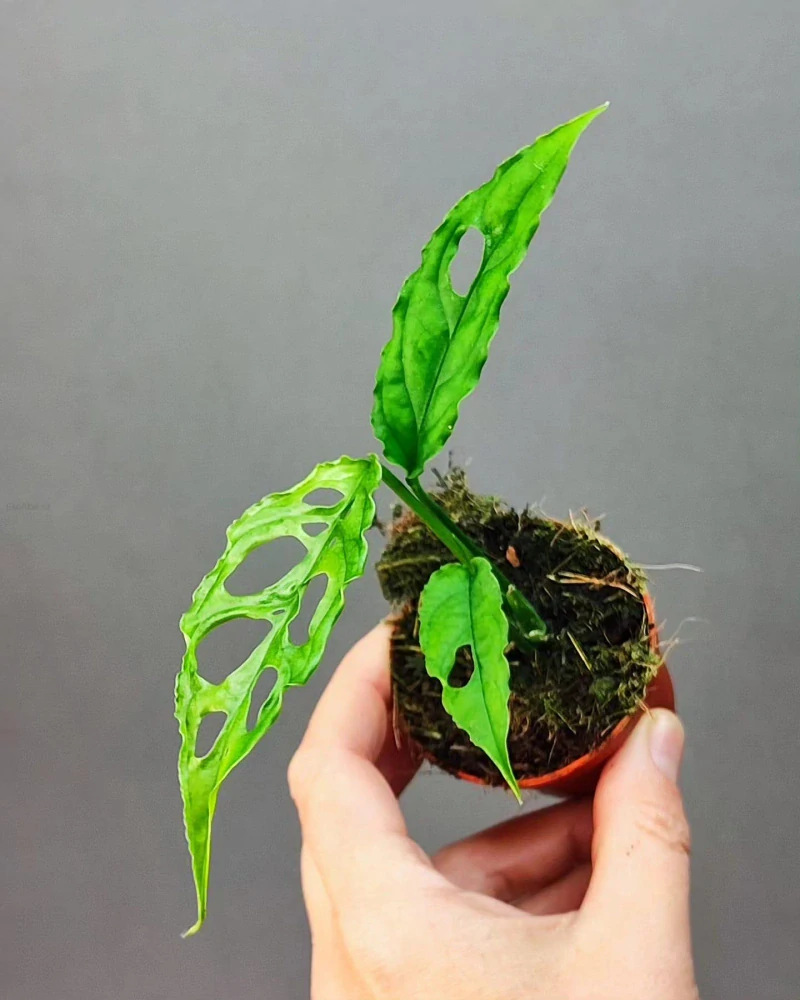 Monstera Obliqua Peru Mini Rostlinka