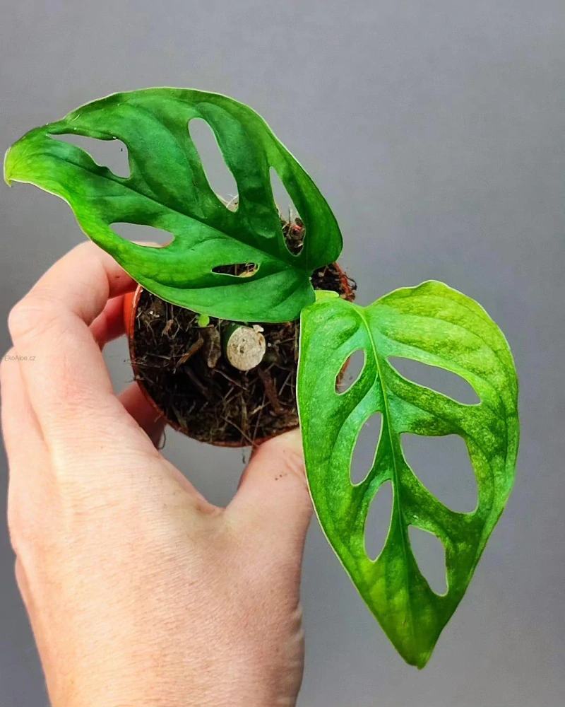 Monstera Adansonii Mint Mini rostlinka