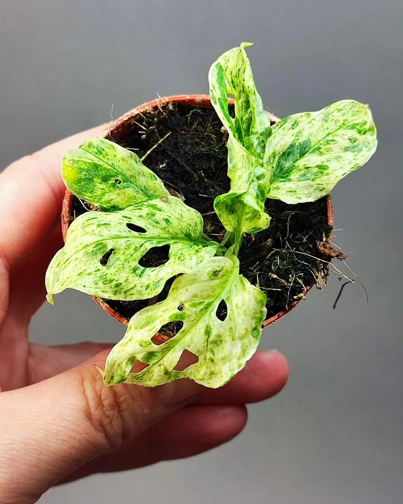 Monstera Frozen Freckles Mini rostlinka
