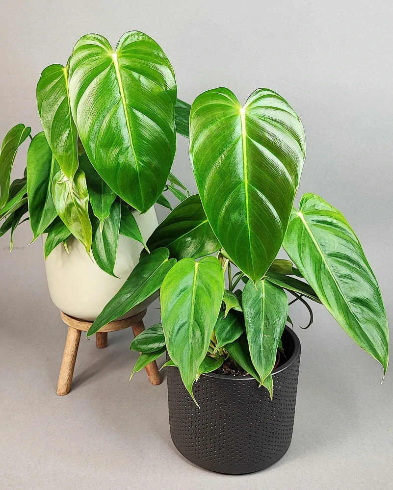 Philodendron esmeraldense