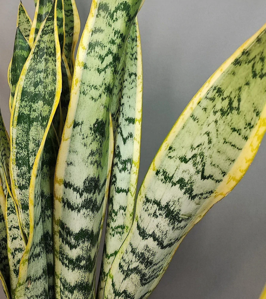Sansevieria trifasciata Laurentii
