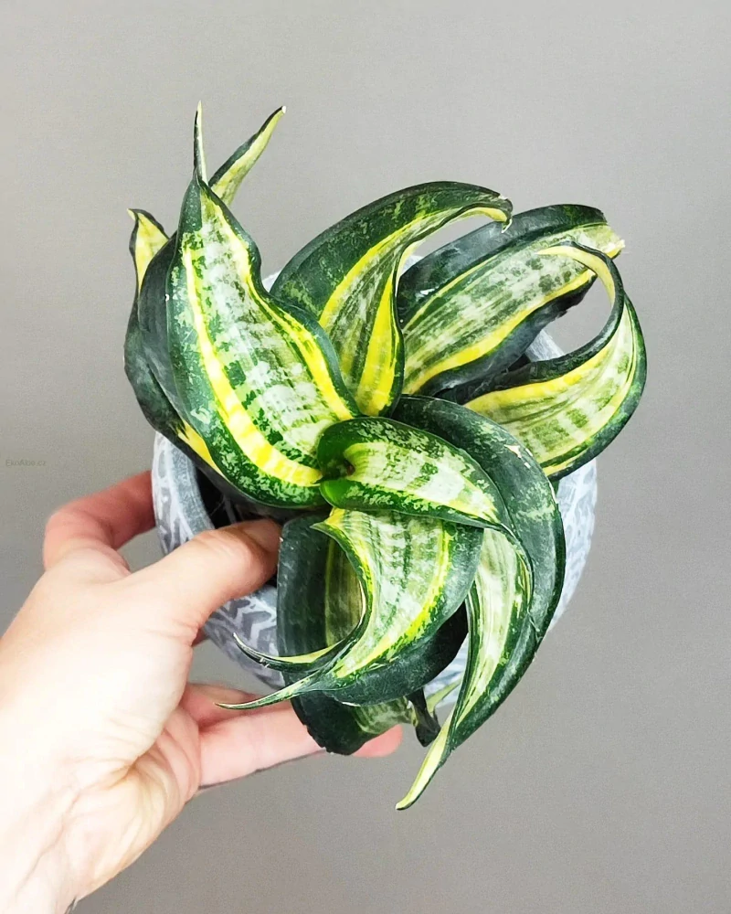 Sansevieria Hahnii Twirl Star
