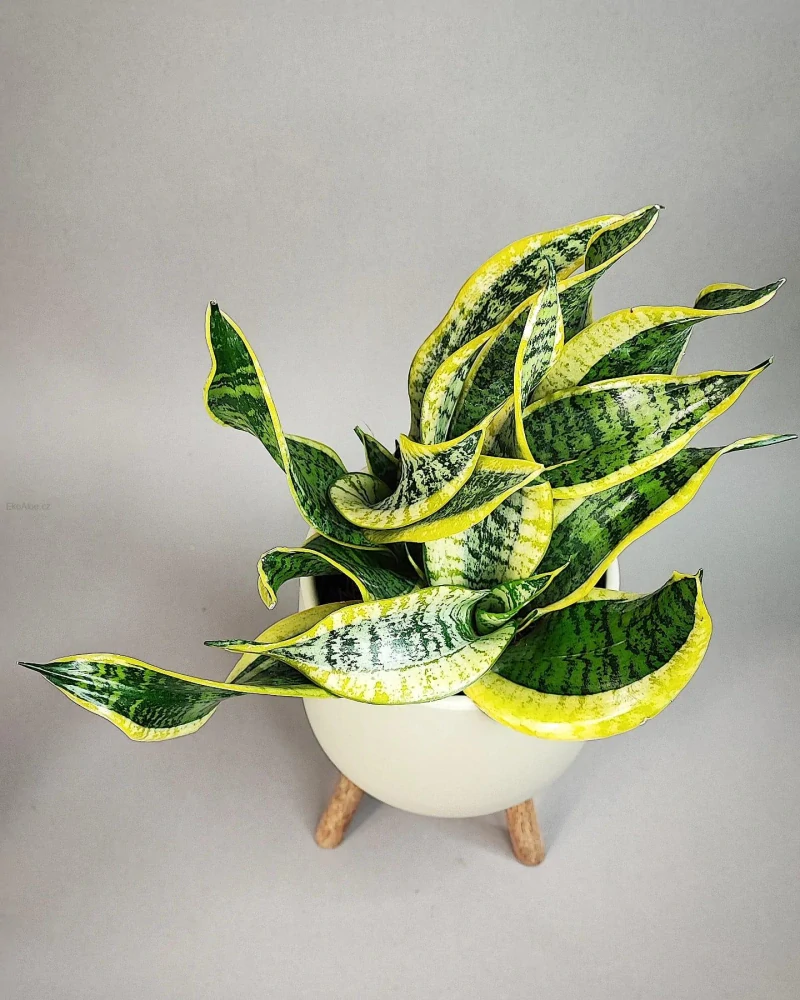 Sansevieria trifasciata Dragon Tongue
