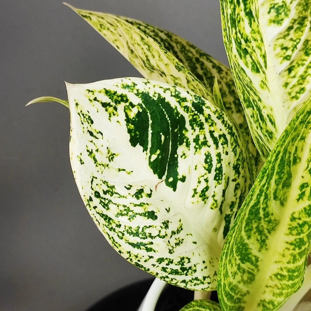 Aglonema white Tiara