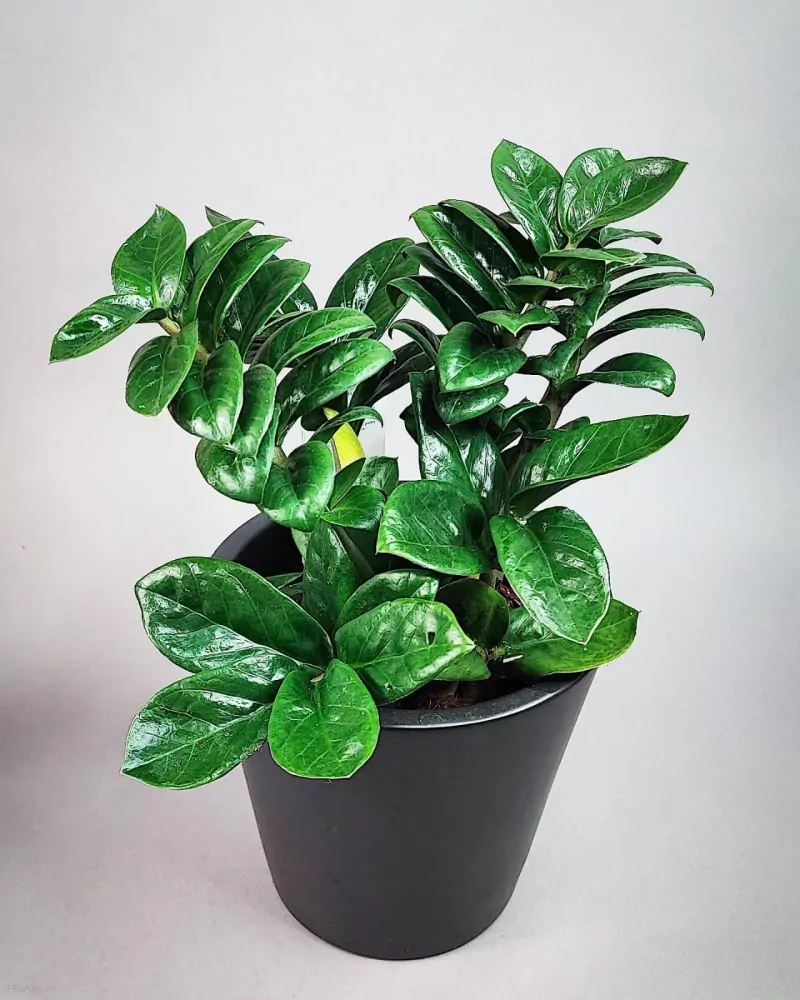 Zamioculcas Zenzi