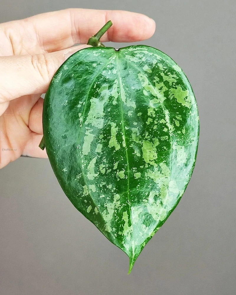 Hoya Macrophylla Snow Queen řízek k zakořenění