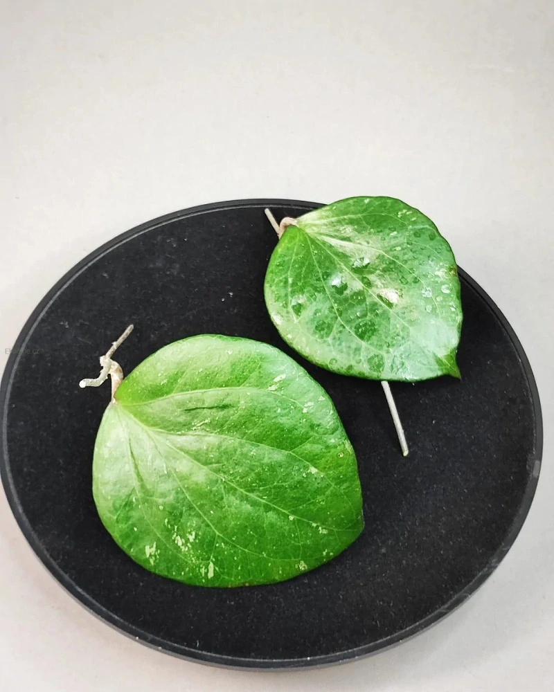 Hoya Balaensis řízek k zakořenění