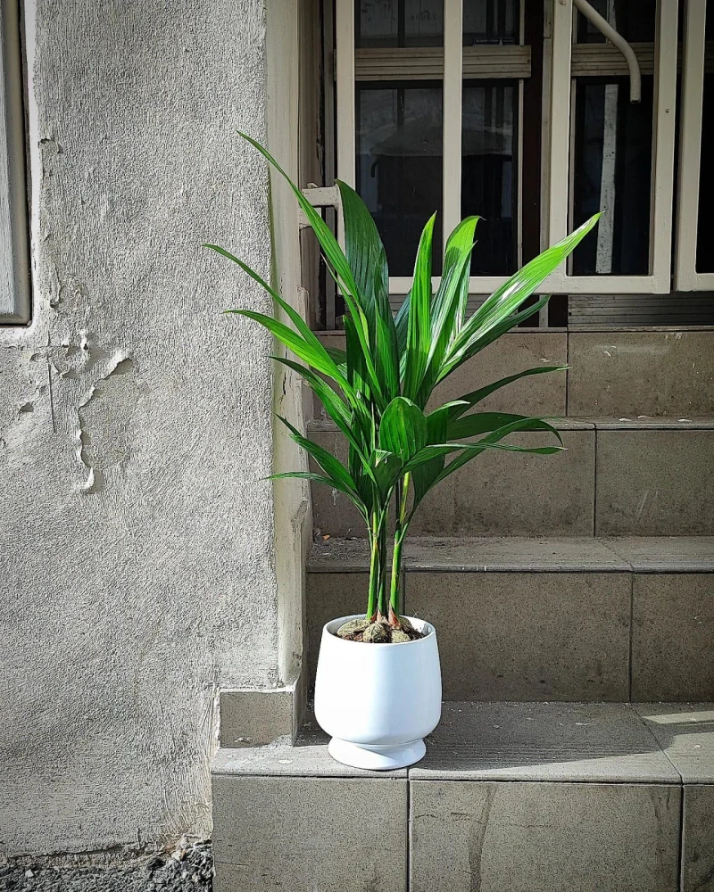 Areca catechu