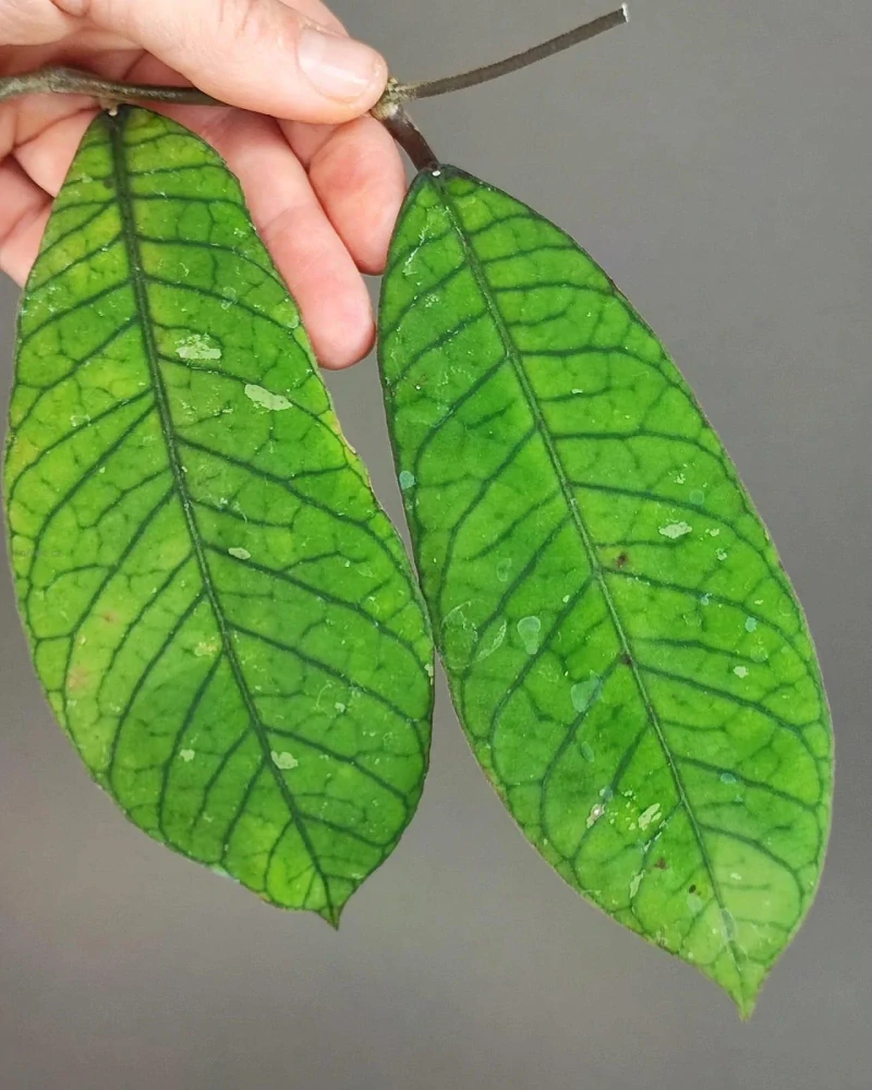 Hoya sp. Sabah EPC-961 řízek k zakořenění