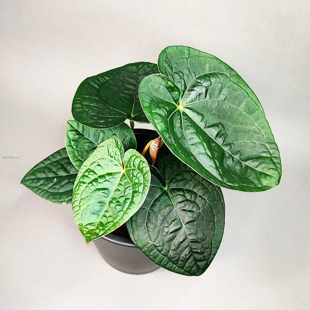 Anthurium Magnificum x Luxurians