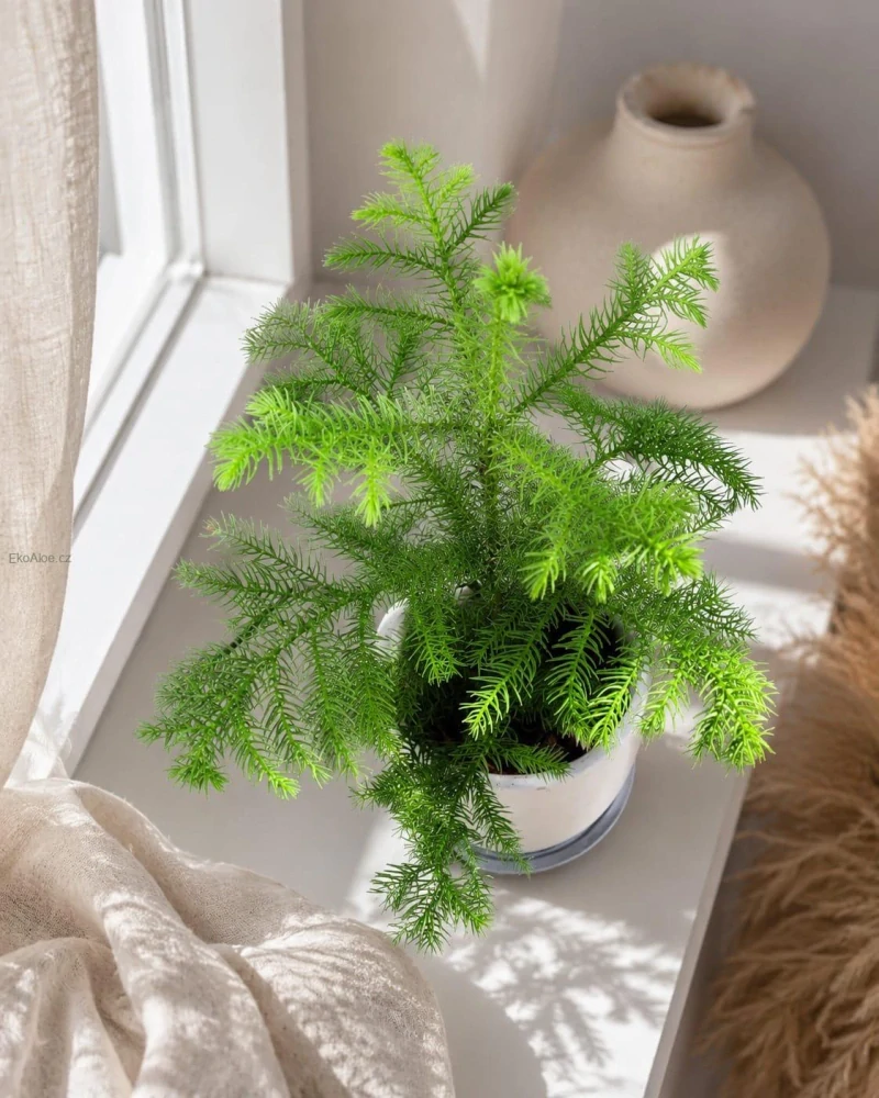 Araucaria heterophylla